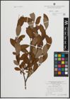 Foto von Salix atrocinerea Brot.